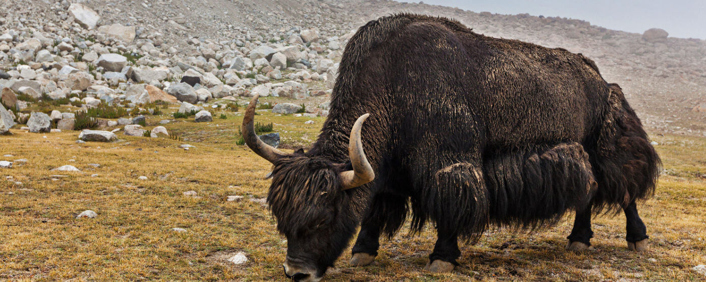 Yak